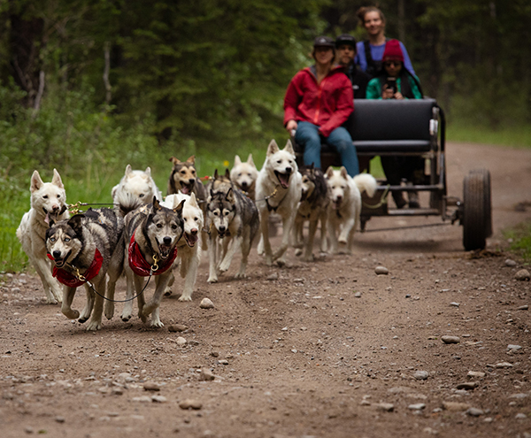 Snowy Owl Tours - Adventure Dog Carting